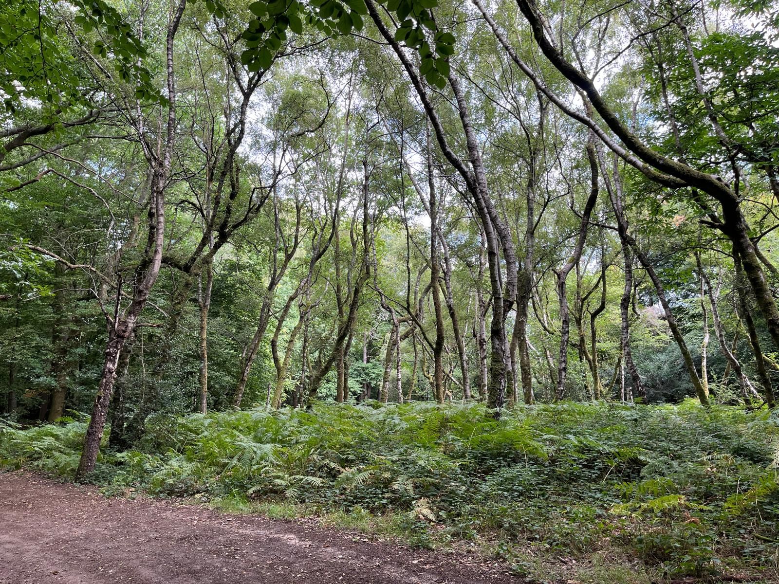 Woods at Box Hill